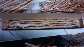 このように、長細い箱に萱（ｽｽｷ）を敷き、その上に自然薯ちゃんを置き、更に萱でｶﾊﾞｰして出荷します！
山本家には珍しくＶＩＰ待遇でございます（笑）