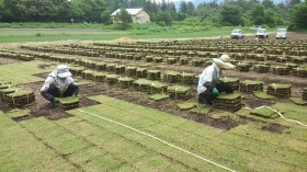 こちらは6月の芝切りの様子です（＾＾）

ここの畑は出荷出来ない芝（通称 カス）がよく出るんだよね・・・・結束にも時間がかかるし、後片付けも大変・・・（-_-；）ﾁｯ・・・・