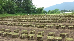 沢山出来た～♫
さぁ、これから小出しだぁ～！！