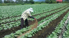 三女が有機質肥料をふっております！
1年目のﾍﾟｰﾍﾟｰのくせに・・・
2年目の次女よりもはるかに上手い・・・！Σ（￣☐￣；）
ﾅｾﾞﾀﾞ・・・・