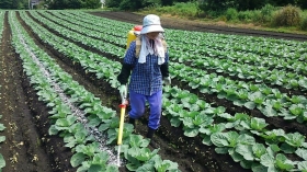 せっちゃんは化成肥料をまいております！
20ｷﾛを背負い、ただひたすら歩きます！
でもこの後、ほとんど次女がやりました（＾＾；）
足の裏が痛いから代わってと・・・・ﾁｯ・・・