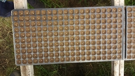 一つ一つの窪みにキャベツの種が納まってるでしょ？　♪(^^)♪