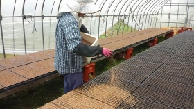 最後に、軽～い土をかけていきます！
その後はた～っぷりのお水をまいて終了(^^)v
越冬キャベツの定植は10月の中頃予定♪