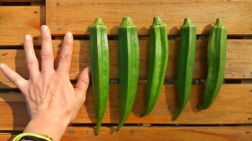 次女の手は小さいですが、これでもれっきとした三十代の大人の手です。オクラ兄弟、デカイですよね～(^^; そして食べられる事なく、アディオ～ス（T_T)/~~~