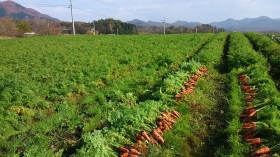 我が家の人参畑でございます♫
緑の中に鮮やかなｵﾚﾝｼﾞ色(^^)
ｷﾚｲでしょ？♪
泥付きだけど(^^;