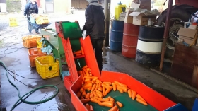 綺麗になった人参は、ﾍﾞﾙﾄｺﾝﾍﾞｱｰで選別機へ移動し・・・・