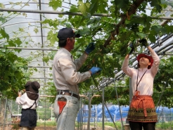 これはピオーネです。