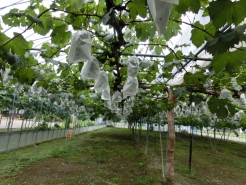 早く甘くな～れ