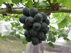 ピオーネ　おおきいでしょ。