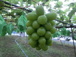 覗いて見ましたシャインマスカット