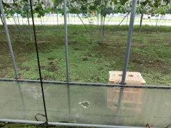 今年もやられましたハクビシンに。
去年の隣に穴を開けられました。