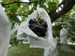 袋を破って食べられました。お味をしてみたら甘味はＯＫ！酸味がまだ少し残ってます。即ハクビシン対策を取りました。