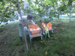 小さなお手伝いさんも頑張っています。