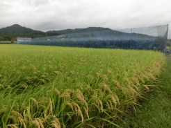 たわわになりました。