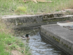 井手で優雅に泳いでいます。
田んぼに水があるときにも来て欲しい～