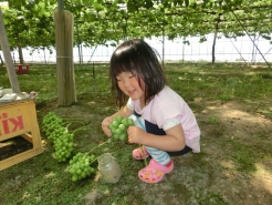 新しいお手伝いさん