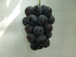 りっぱでしょ！