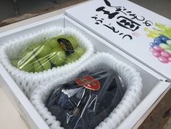 ピオーネとシャインマスカット。