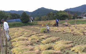 天候の合間で、稲刈り⇒はで干し⇒稲漕ぎと作業を行いました。