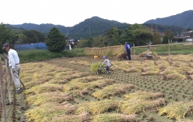 天候の合間で、稲刈り⇒はで干し⇒稲漕ぎと作業を行いました。