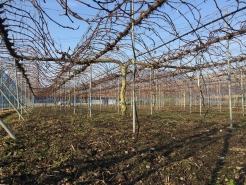 冬のぶどう木の様子