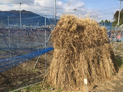 カヤの保管しています