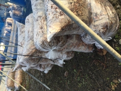 落ち葉を集め保管します