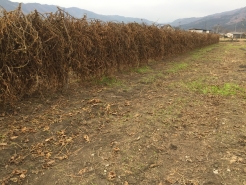 黒大豆のはで掛けの様子