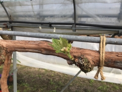 3/10(加温ハウス)