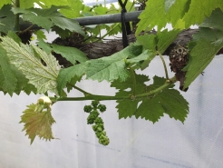 3/19(加温ハウス)