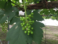 4/14　粒間引き(加温ハウス)