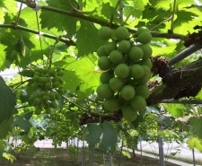 4/23　房づくり(加温ハウス)