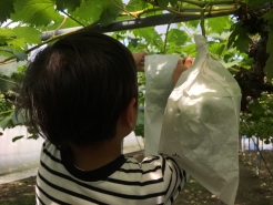 5/13　ピオーネ袋掛け(加温ハウス)