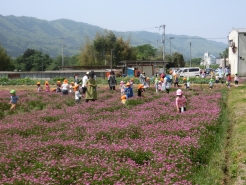 5/1　れんげ畑に保育園の子供達が遊びに来ました