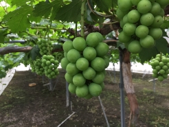 5/13　袋掛け前(加温ハウス)