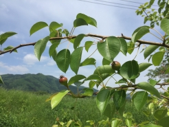 今年はラフランスに実が
