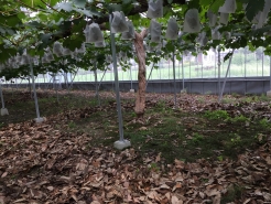 落ち葉を敷き詰めました