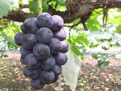 出荷目前のピオーネ