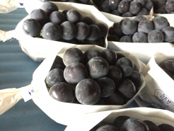 ピオーネ　出荷前