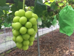 シャインマスカット　収穫目前
