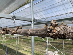 ３月24日　芽が動き出す
