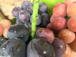 〈昨年の写真〉