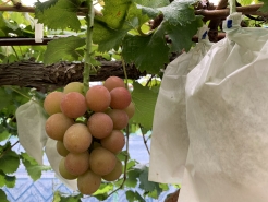 ゴルビー
今年最終収穫となります。