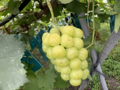 岡山特産
瀬戸ジャイアンツ