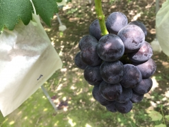 岡山特産
ピオーネ