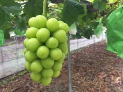 大人気
シャインマスカット