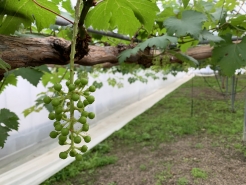 3/29　加温ハウス　房整形