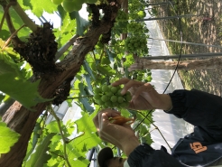 4/25　加温ハウス　玉なおしを行い房の形を整えます