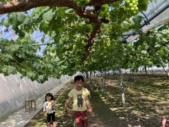 4/29　加温ハウス　袋掛け前のぶどう