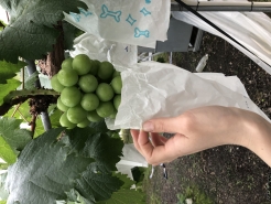 5/3　加温ハウス　袋掛けの様子